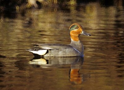 Verde-alado Teal