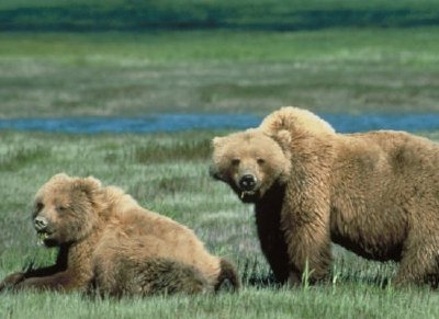 Grizzly Bears jigsaw puzzle