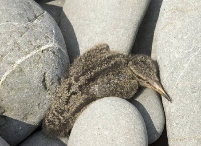 gull chick on Bendel Island, (Shumagins) jigsaw puzzle