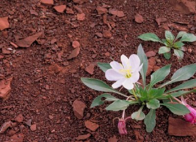 Gumbo Lily jigsaw puzzle
