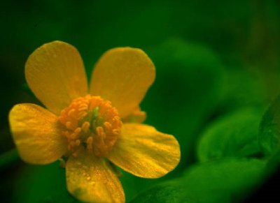 Hairy Buttercup jigsaw puzzle