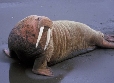 Morsa en el Refugio Nacional de Vida Silvestre de Togiak