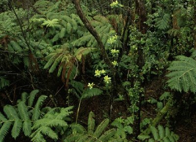 פאזל של מקלט חיות הבר הלאומי של יער הקאלאו, הוואי