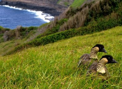 Hawaiian Geese - Nene