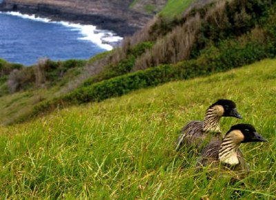 Gansos hawaianos - Nene