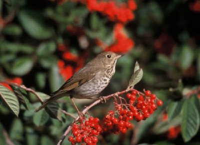 Hermit Thrush jigsaw puzzle