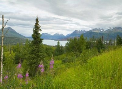 Hillside with Fireweed