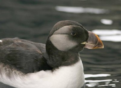 Hornad lunnefågel i vinterfjäderdräkt