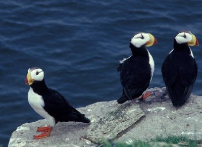 Trio de macareux à cornes