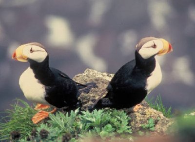 Horned Puffins