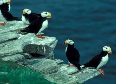 Horned Puffins on Puffin Island