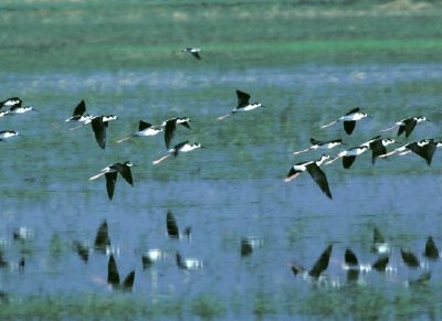 Humbolt Bay National Wildlife Refuge