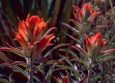 Indian Paintbrush