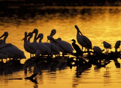 JN Ding Darling National Wildlife Refuge