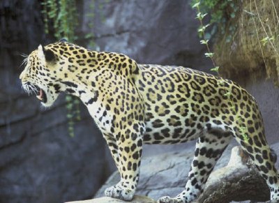 Jaguar