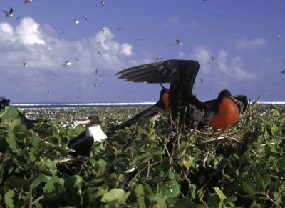 Refugio Nacional de Vida Silvestre de Johnston Island