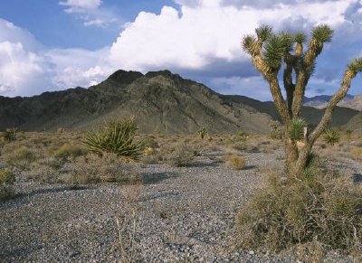 Joshua Baum in der Wüste