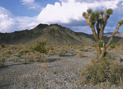 Joshua tree nel deserto