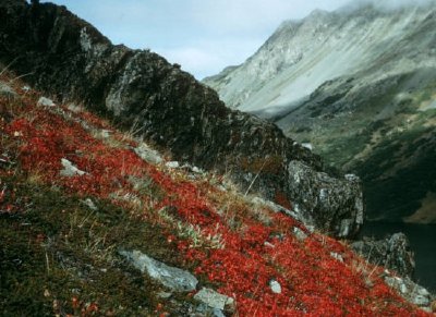 Kenai Landschaft