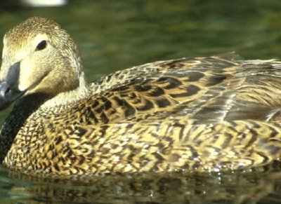 Poule Eider King