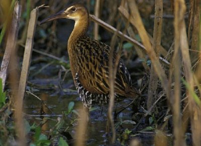 King Rail im Clarence Cannon National Wildlife Refuge