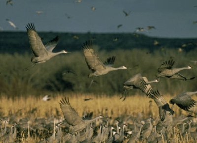 Lake Andes National Wildlife Refuge jigsaw puzzle