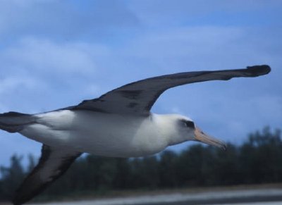 Albatros de Laysan volando