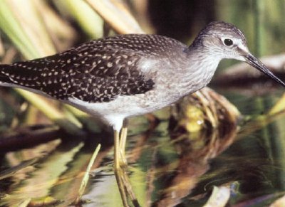 Lesser Yellowlegs in Wetlands