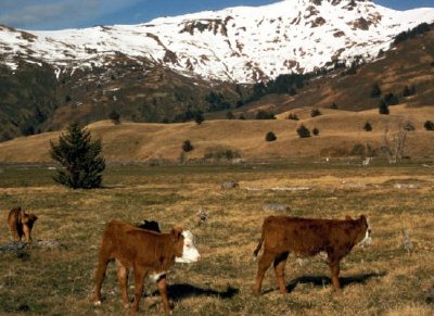 Livestock on Kodiak