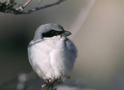 Loggerhead Shrike jigsaw puzzle