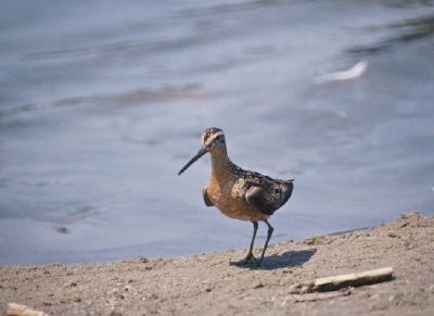 Long-billed Dowitcher jigsaw puzzle
