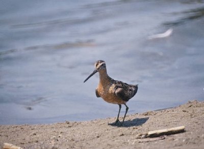 Dowitcher z długim rachunkiem