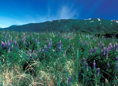 Lupines on Kodiak