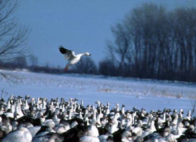 Oies des neiges