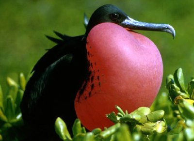 Magnificent Frigate Bird jigsaw puzzle