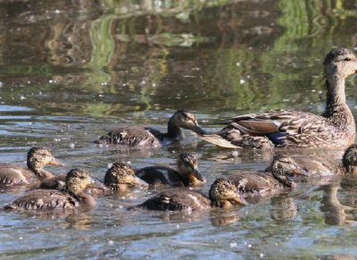 Mallard Brood jigsaw puzzle