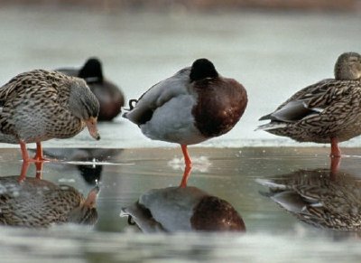 Canards colverts