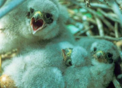 Merlin Chicks in Nest