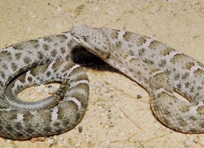 Serpiente de cascabel de nariz estriada mexicana