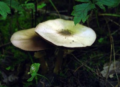 Mica Cap Mushroom jigsaw puzzle