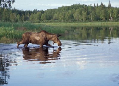 Alimentación de alces en el lago