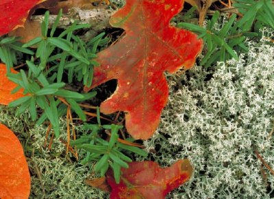 Amoureux de la montagne (Pachystima)