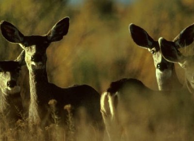 Troupeau de cerfs mulets