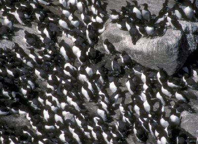 Murre Colony jigsaw puzzle