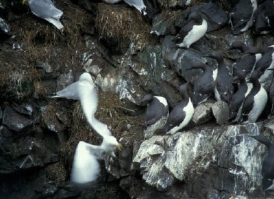 Murres und Dreizehenmöwen