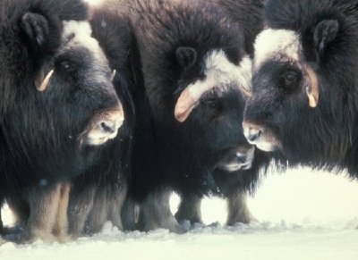 ヌニバク島のジャコウウシを間近で