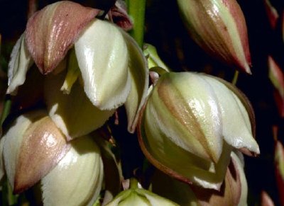 Schmalblättrige Yucca