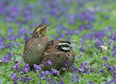 Norra bobwhite vaktel