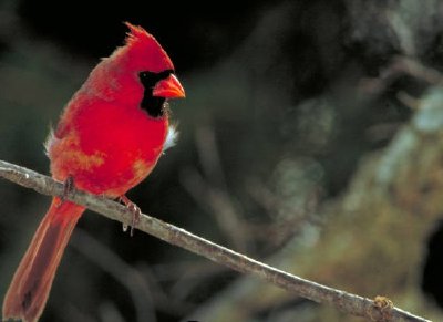 Northern cardinal