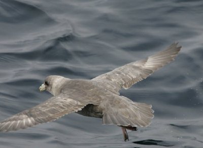 Fulmar septentrional